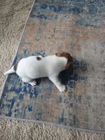 Dingo, a male Jack Russell Terrier for sale in Millry, AL – 5 of 7