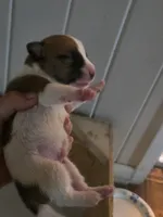 Tyson, a male Jack Russell Terrier for sale in Millry, AL – 8 of 8