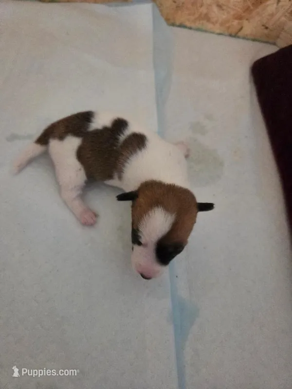 Lucy – Jack Russell Terrier puppy for sale in Millry, AL
