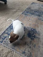 Dingo, a male Jack Russell Terrier for sale in Millry, AL – 7 of 7