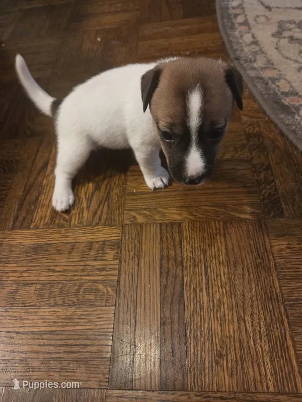 Maria – Jack Russell Terrier puppy for sale in Millry, AL