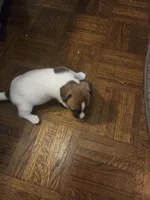 Maria, a female Jack Russell Terrier for sale in Millry, AL – 2 of 3