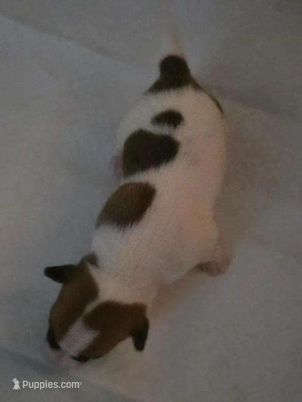 Tyson – Jack Russell Terrier puppy for sale in Millry, AL