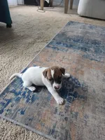 Dingo, a male Jack Russell Terrier for sale in Millry, AL – 4 of 7