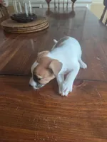 Tyson, a male Jack Russell Terrier for sale in Millry, AL – 4 of 8