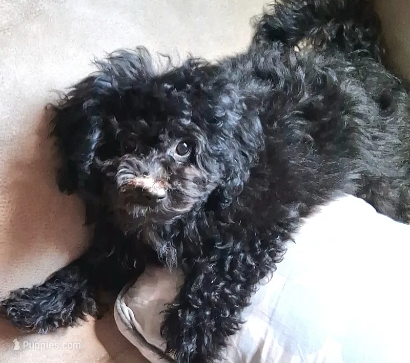 Soxie – Poodle - Miniature  puppy for sale in Columbia, SC