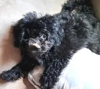Soxie, a female Poodle - Miniature  for sale in Columbia, SC – 1 of 3