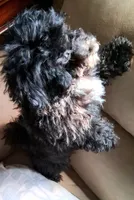Soxie, a female Poodle - Miniature  for sale in Columbia, SC – 2 of 3