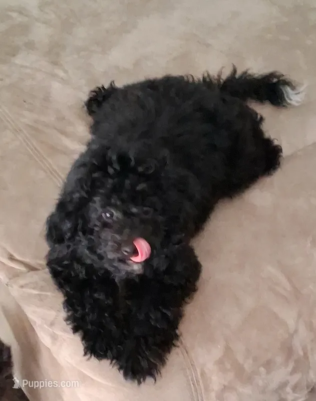 Roxie  – Poodle - Miniature  puppy for sale in Columbia, SC
