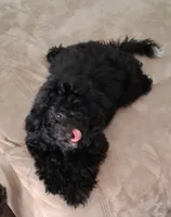 Roxie , a female Poodle - Miniature  for sale in Columbia, SC – 1 of 3