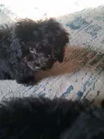 Moxie, a female Poodle - Miniature  for sale in Columbia, SC – 3 of 3