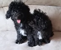 Soxie, a female Poodle - Miniature  for sale in Columbia, SC – 3 of 3