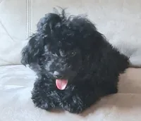 Roxie , a female Poodle - Miniature  for sale in Columbia, SC – 3 of 3