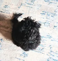Moxie, a female Poodle - Miniature  for sale in Columbia, SC – 2 of 3