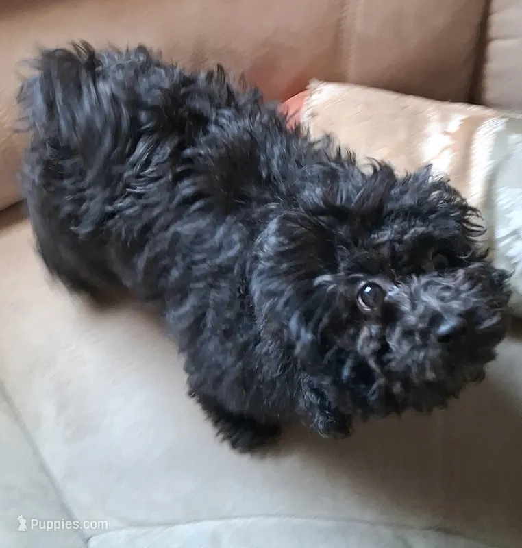 Moxie – Poodle - Miniature  puppy for sale in Columbia, SC