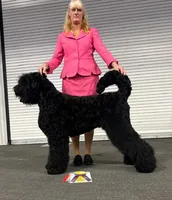 Iris, a female Black Russian Terrier for sale in Savannah, GA – Photo 3 of 5