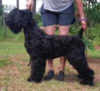 Iris, a female Black Russian Terrier for sale in Savannah, GA – Photo 5 of 5