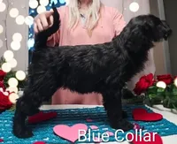 Iris, a female Black Russian Terrier for sale in Savannah, GA – Photo 2 of 5