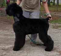 Iris, a female Black Russian Terrier for sale in Savannah, GA – Photo 4 of 5