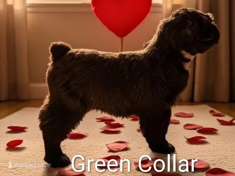 Shelly, a male Black Russian Terrier for sale in Savannah, GA – Photo 1 of 4