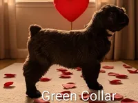 Shelly, a male Black Russian Terrier for sale in Savannah, GA – Photo 1 of 4