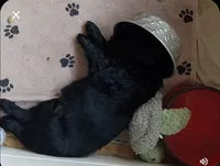 Shelly, a male Black Russian Terrier for sale in Savannah, GA – Photo 2 of 4