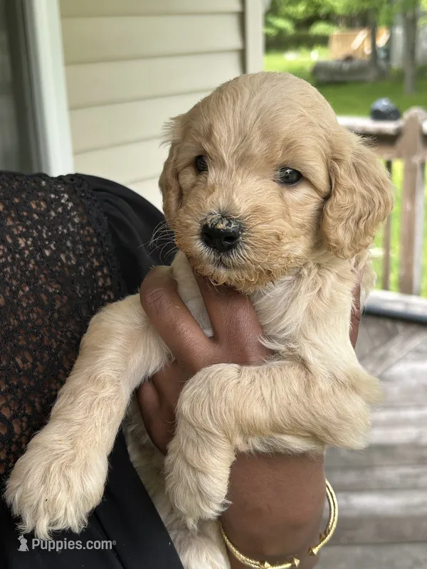 Girl1 – Goldendoodle puppy for sale in Mount Pocono, PA