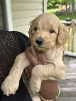 Girl1, a female Goldendoodle for sale in Mount Pocono, PA – 1 of 3