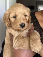 Girl1, a female Goldendoodle for sale in Mount Pocono, PA – 2 of 3