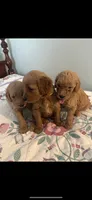 Girl1, a female Goldendoodle for sale in Mount Pocono, PA – 3 of 3