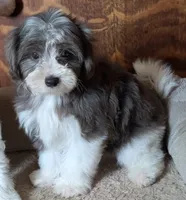 Merlin, a male Yorkipoo for sale in Greenwood, MO – 3 of 8