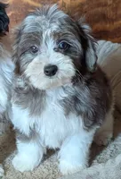 Merlin, a male Yorkipoo for sale in Greenwood, MO – 2 of 8