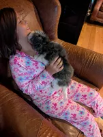 Merlin, a male Yorkipoo for sale in Greenwood, MO – 7 of 8