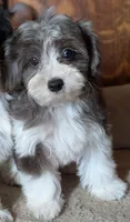Merlin, a male Yorkipoo for sale in Greenwood, MO – 4 of 8