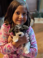 Merlin, a male Yorkipoo for sale in Greenwood, MO – 6 of 8