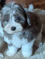 Merlin, a male Yorkipoo for sale in Greenwood, MO – 5 of 8
