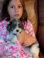 Merlin, a male Yorkipoo for sale in Greenwood, MO – 8 of 8