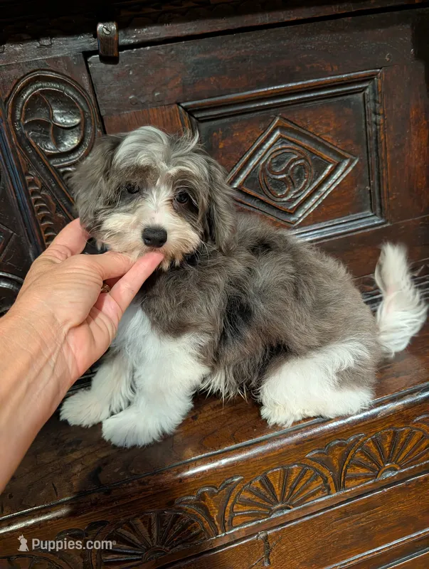 Merlin – Yorkipoo puppy for sale in Greenwood, MO