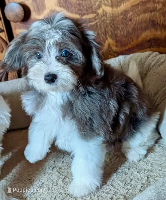 Merlin – Yorkipoo puppy for sale in Greenwood, MO