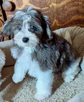 Merlin, a male Yorkipoo for sale in Greenwood, MO – 1 of 8