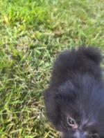 Puppy b, a male Pomeranian for sale in Tabor City, NC – 3 of 3