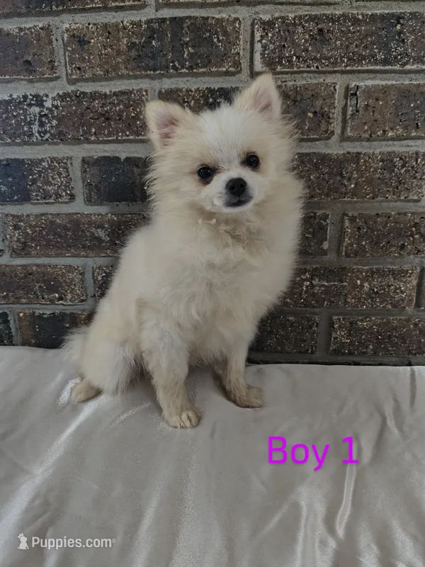 Boy 1 – Pomeranian puppy for sale in Tabor City, NC