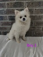 CKC Boy 1, a male Pomeranian for sale in Tabor City, NC – 1 of 2