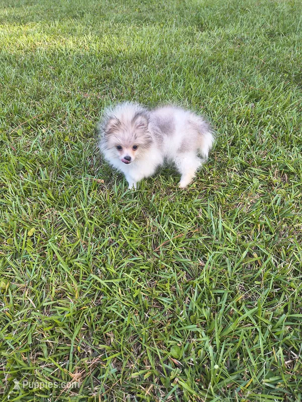 Boy A – Pomeranian puppy for sale in Tabor City, NC