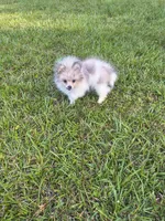 Boy A, a male Pomeranian for sale in Tabor City, NC – 1 of 4