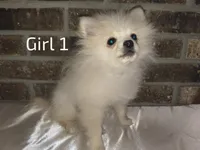 AKC Girl 1, a female Pomeranian for sale in Tabor City, NC – 3 of 3