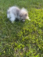 Boy A, a male Pomeranian for sale in Tabor City, NC – 4 of 4