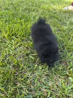 Puppy b, a male Pomeranian for sale in Tabor City, NC – 2 of 3