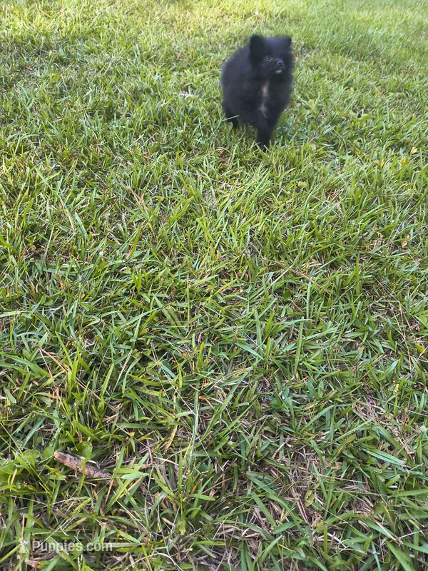 Puppy b – Pomeranian puppy for sale in Tabor City, NC