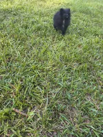 Puppy b, a male Pomeranian for sale in Tabor City, NC – 1 of 3